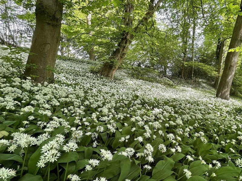 Seasonal Focus | March - wild garlic